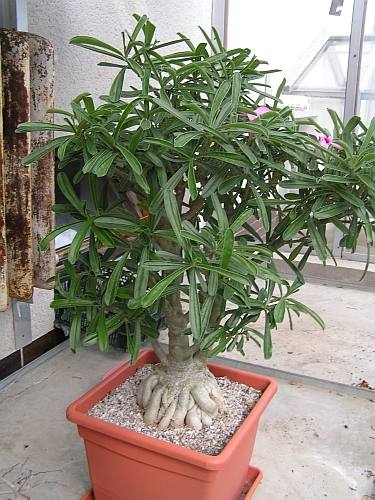 MN - Adenium 3.jpg