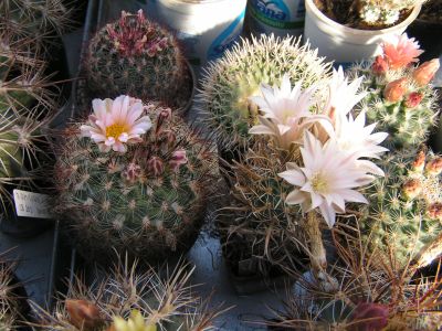 Rostliny rodu Pediocactus.jpg