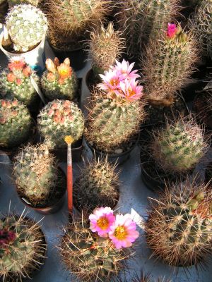 Rostliny rodu Sclerocactus.jpg