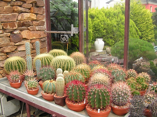 MN - Ferocactus.jpg