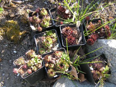 Rostliny rodu Sempervivum.jpg