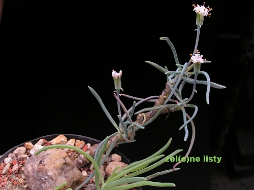 Senecio sp., Harras.jpg