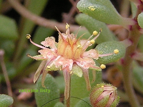 Monanthes brachycaulos.jpg