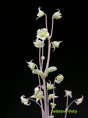 Crassula nemorosa.jpg