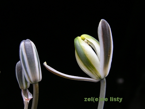 Albuca sp. Grootfontein.jpg