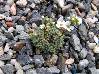 Draba ossetica.jpg