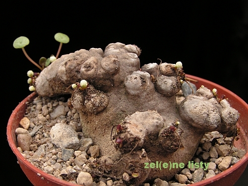 Peperomia sp. San Marcos.jpg