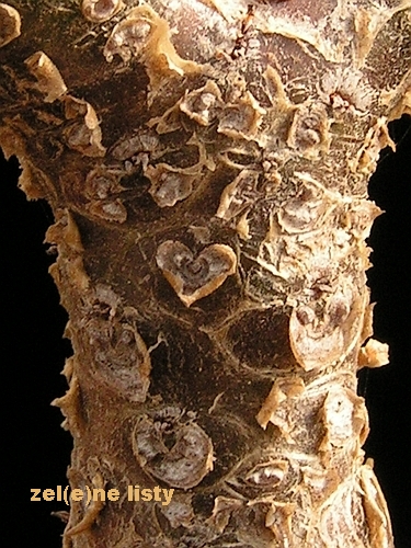 Tylecodon pearsonii.jpg