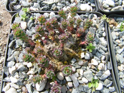 Rhodiola 1.jpg