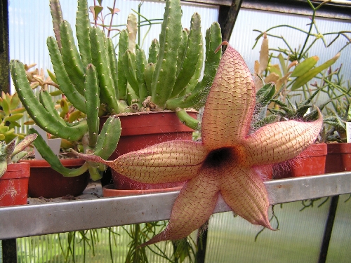 PR- Stapelia gigantea.jpg