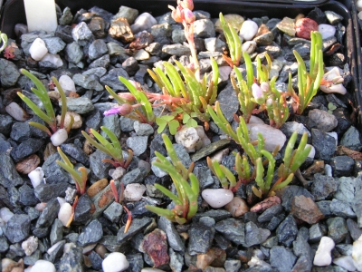 Lewisia pygmaea.jpg