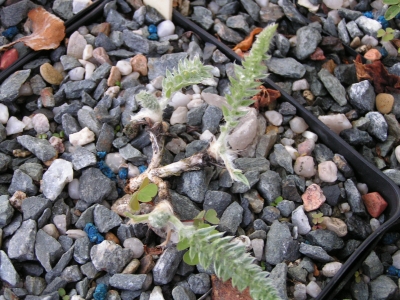 Oxytropis monticola.jpg