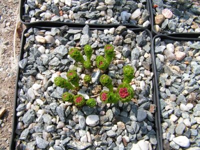 Rhodiola 2.jpg