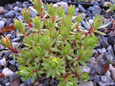 Saxifraga rebunshirensis.jpg