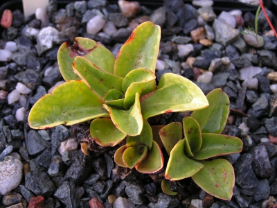 Cistanthe tweedyi.jpg