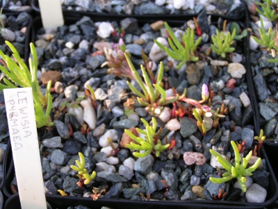 Lewisia stebbinsii.jpg