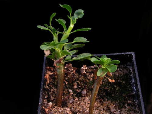 Výsevy - Sarcocaulon vanderietiae