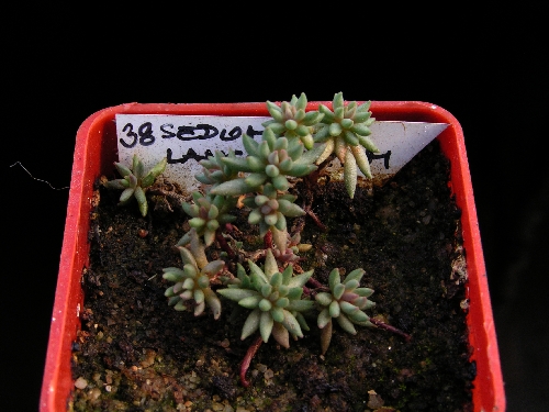 Výsevy - Sedum lanceolatum
