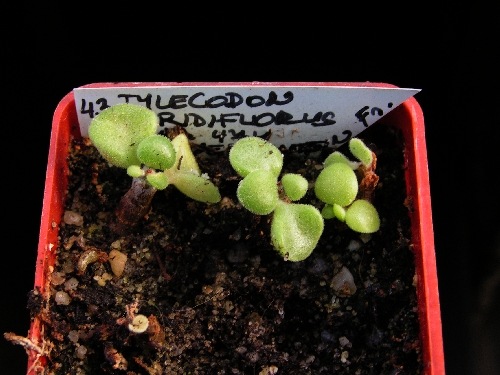 Výsevy - Tylecodon viridiflorus