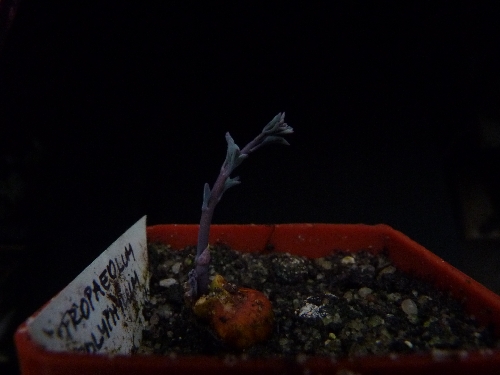 Výsevy - Tropaeolum polyphyllum