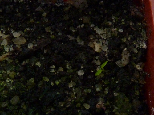 Výsevy - Peperomia fraseri, loňský jarní výsev