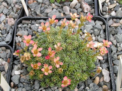 Saxifraga sp. 2.jpg