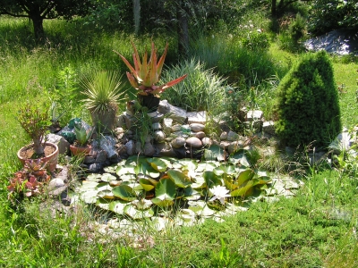 Rybníček s rybou, leknínem a rostlinami rodů Agave a Aloe.jpg