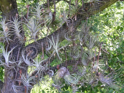 Rostliny rodu Tillandsia.jpg