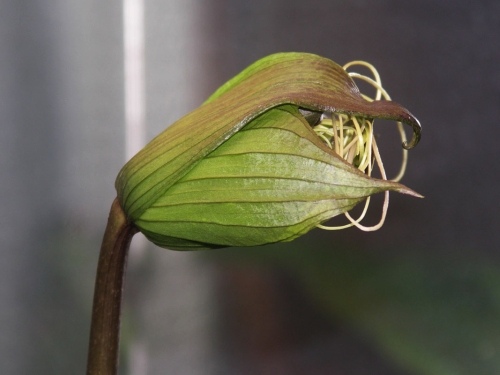 05 Tacca