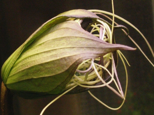 06 Tacca