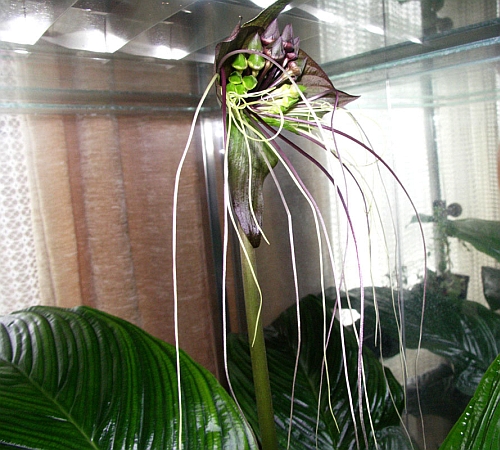 07 Tacca