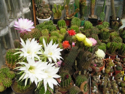 Rostliny čeledi Cactaceae (Echinopsis atd.).jpg