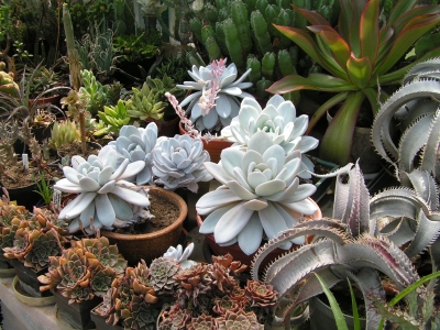 Rostliny rodů Hechtia, Echeveria, Graptopetalum.jpg