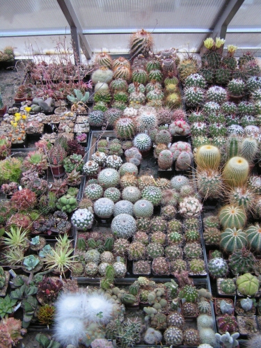PH9 - Kaktusy ve skleníku