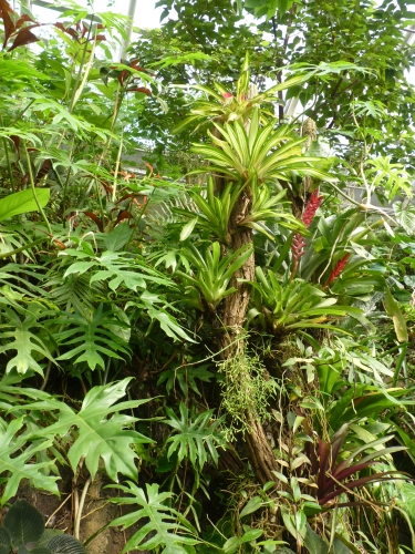 FM15 - Tropický skleník