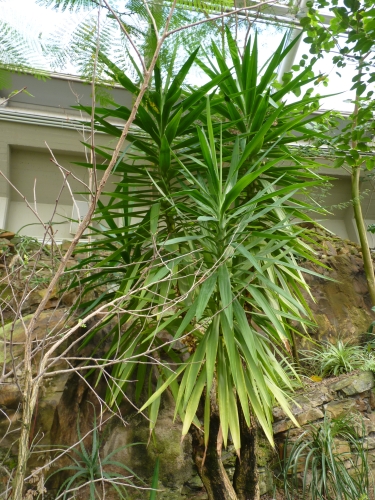 FM44 - Dracaena