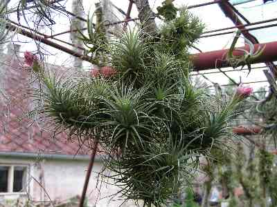 Tillandsia 1.jpg