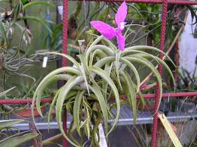 Tillandsia 7.jpg
