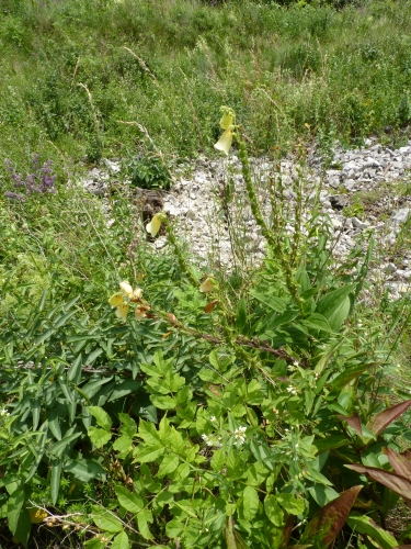 BZS3 - Digitalis grandiflora