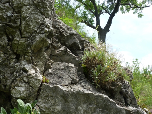 BZS5 - Aurinia saxatilis a Jovibarba globifera ssp. hirta