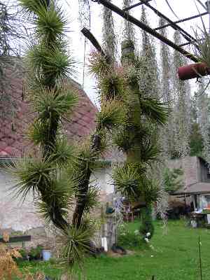 Tillandsia 9.jpg