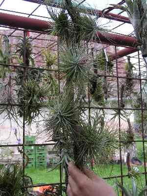 Tillandsia 10.jpg