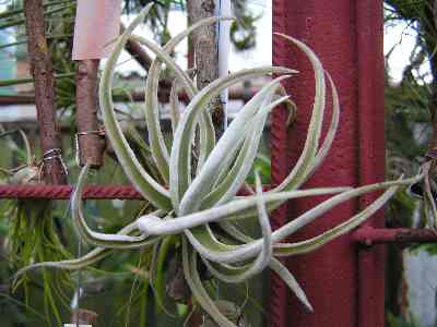 Tillandsia 12.jpg