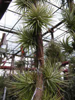 Tillandsia 13.jpg