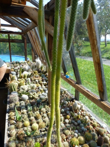 VH7 - Kaktusy