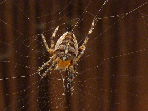 Pavouci- křižák obecný (Araneus diadematus) nad stolem s rostlinami