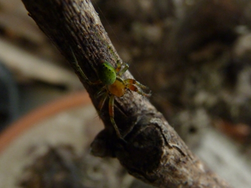 Pavouci- křižák zelený (Araniella cucurbitina) vedle skleníku