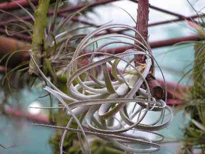 Tillandsia bulbosa.jpg