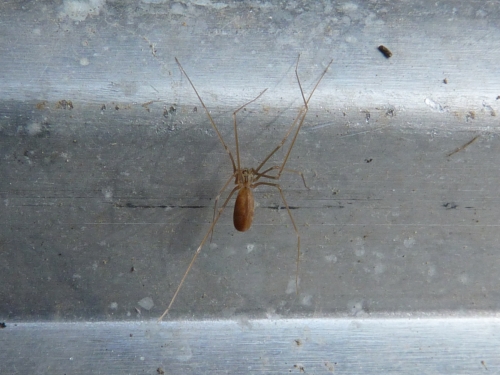 Pavouci- třesavka sekáčová (Pholcus opilionoides)
