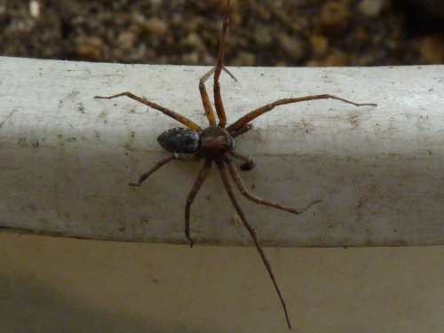 Pavouci- asi listovník obecný (Philodromus cespitum) - samec leze Jirkovi po lavoru se substrátem